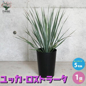 yzbJ Xg[^ ϗtA 5 1  rO  ^  j CeAO[ K̖  [