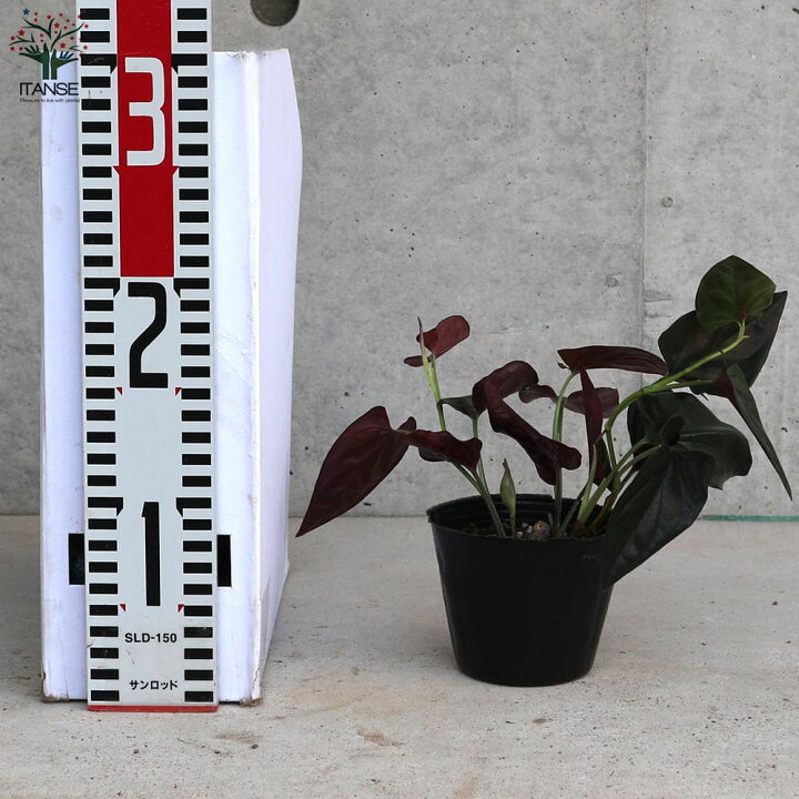 シンゴニウムセット苗