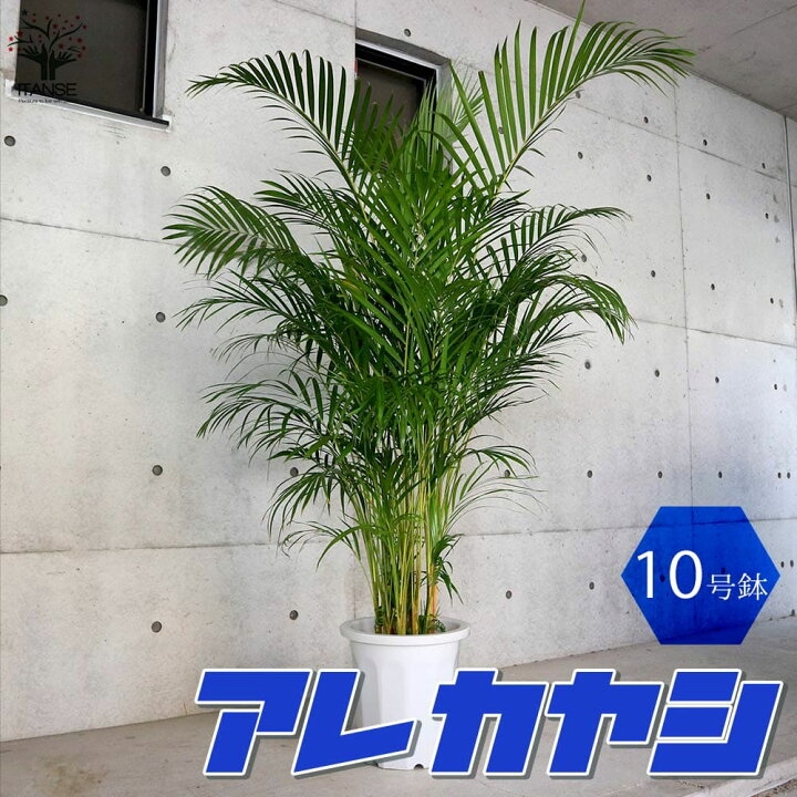 楽天市場】【P2倍☆マラソン中】ITANSE アレカヤシ 観葉植物 10号大鉢 