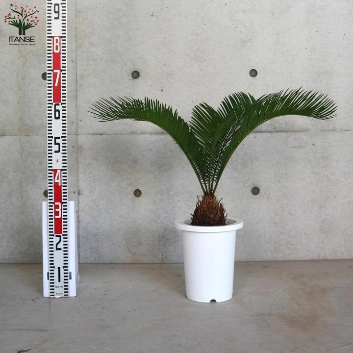楽天市場】【送料無料】ソテツ【観葉植物 7号／1個売り】観葉植物 