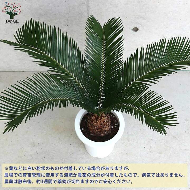 楽天市場】【送料無料】ソテツ【観葉植物 7号／1個売り】観葉植物 