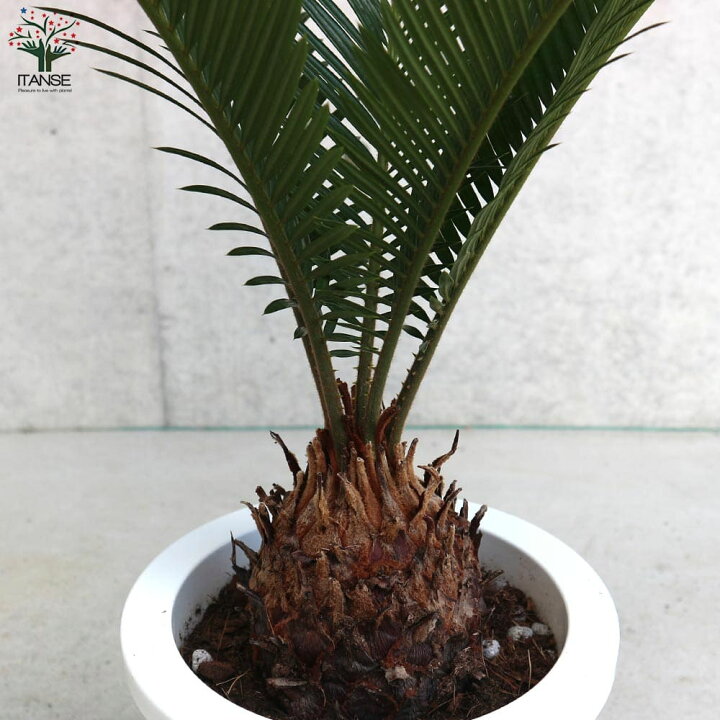 楽天市場】【送料無料】ソテツ【観葉植物 7号／1個売り】観葉植物 