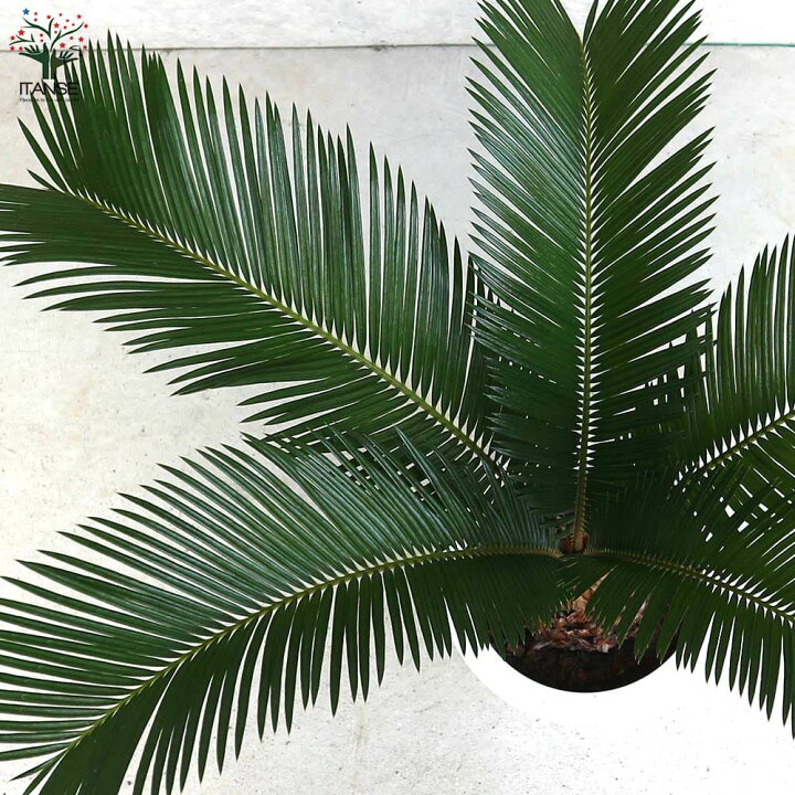 楽天市場】【送料無料】ソテツ【観葉植物 7号／1個売り】観葉植物 