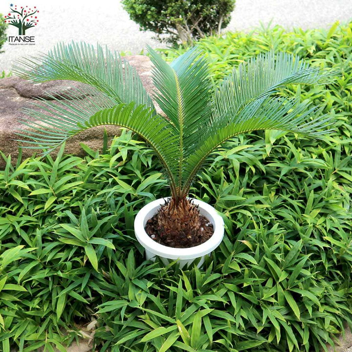 楽天市場】【送料無料】ソテツ【観葉植物 7号／1個売り】観葉植物 