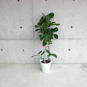 【マラソン期間★ポイント5倍】フィカス ベンガレンシス ゴムの木の仲間 観葉植物 曲がりアレンジ 7号鉢 1個売り リビング オフィス 事務所 インテリア お祝い 新築祝い 引越し祝い 結婚祝