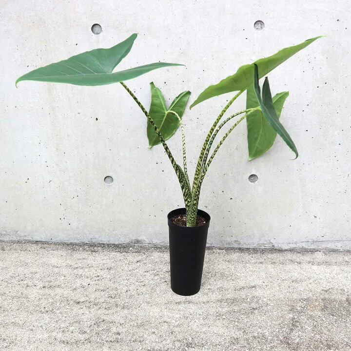 楽天市場】【マラソン☆P5倍】アロカシア ゼブリナ 観葉植物 3.5号 