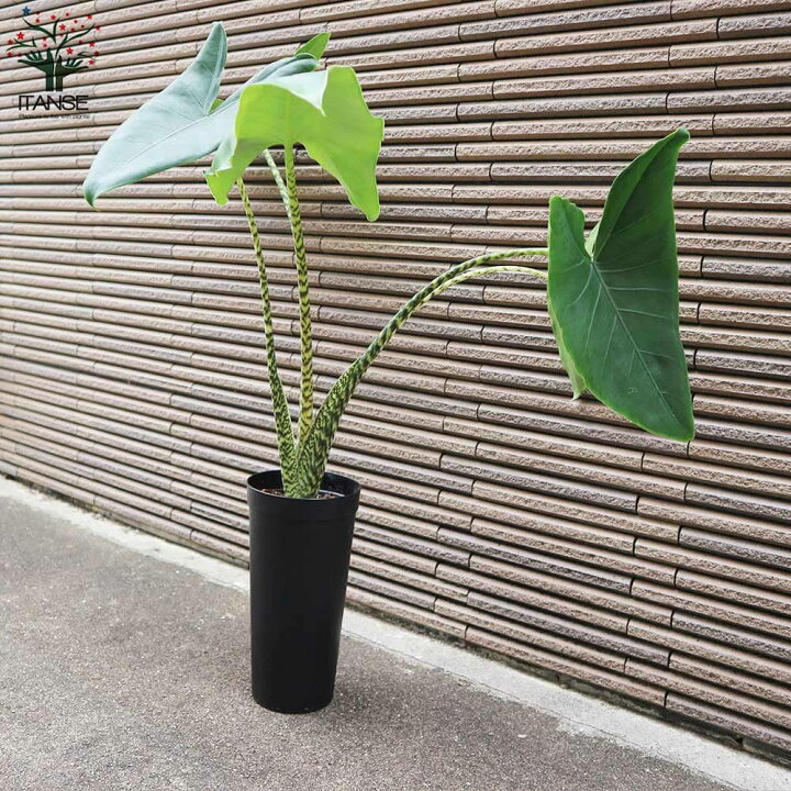 楽天市場】【マラソン☆P5倍】アロカシア ゼブリナ 観葉植物 3.5号 