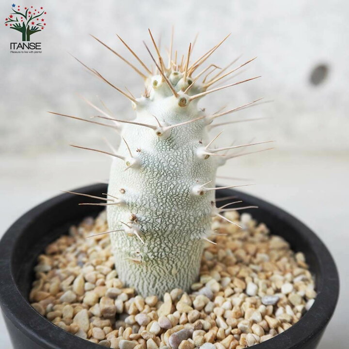 楽天市場】【送料無料】パキポディウム サンデルシー ( 白馬城 ) 観葉  