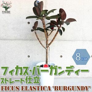 yztBJX o[KfB[ ϗtA 8 Xg[gd 1 rO ItBX  CeA j Vzj zj j V  [