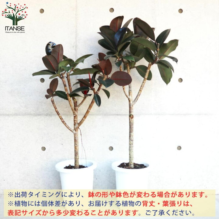 楽天市場】【送料無料】フィカス バーガンディー 観葉植物 8号 