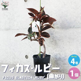 【送料無料】フィカス ルビー 曲がり仕立て 観葉植物 4号 1個売り リビング オフィス 事務所 インテリア お祝い 新築祝い 引越し祝い 結婚祝い 新生活 送料無料 即納
