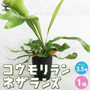 yzRE lUY ( lU[h ) ϗtA 3.5|bg 1 ϗtA RE Platycerium rJNV_ veBPE CeA  [