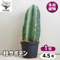 楽天市場】鬼面角の通販