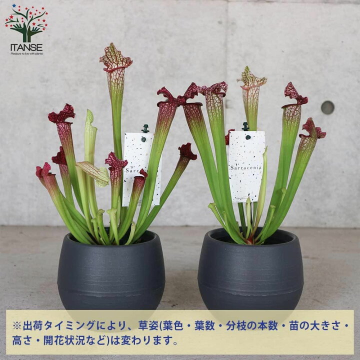 楽天市場 送料無料 サラセニア レウコフィラレッド 観葉植物 食虫植物 4 5号鉢 1個売り 瓶子草 ヘイシソウ ハエトリソウ はえとりそう ハエ取草 害虫対策 植物販売のｉｔａｎｓｅ楽天市場店