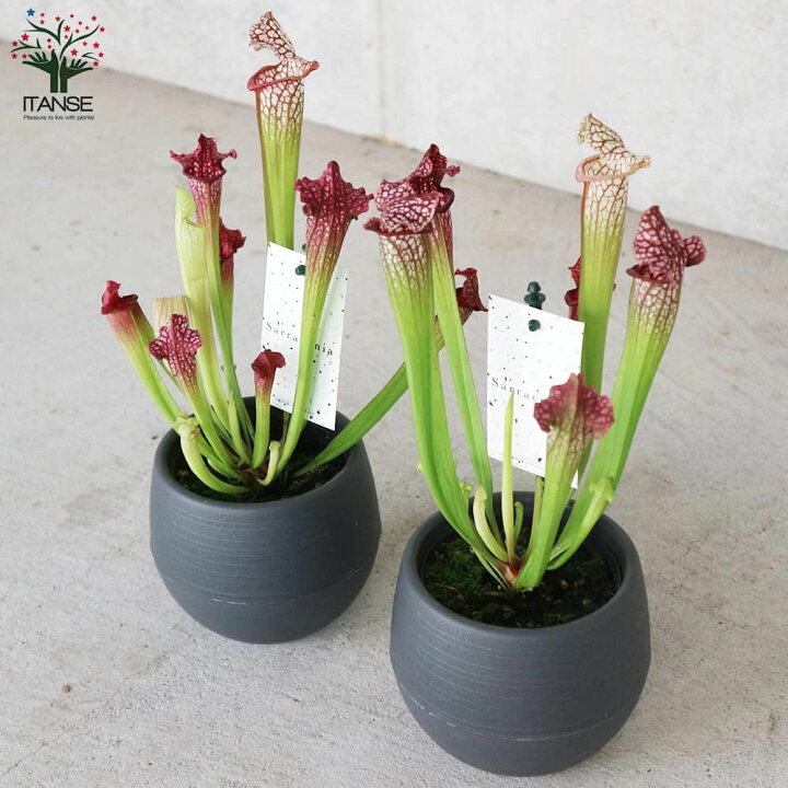 楽天市場 送料無料 サラセニア レウコフィラレッド 観葉植物 食虫植物 4 5号鉢 1個売り 瓶子草 ヘイシソウ ハエトリソウ はえとりそう ハエ取草 害虫対策 植物販売のｉｔａｎｓｅ楽天市場店