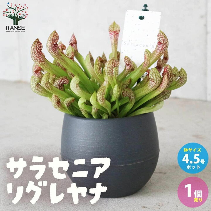 楽天市場 送料無料 サラセニア リグレヤナ 観葉植物 食虫植物 4 5号鉢 1個売り 瓶子草 ヘイシソウ ハエトリソウ はえとりそう ハエ取草 害虫対策 植物販売のｉｔａｎｓｅ楽天市場店