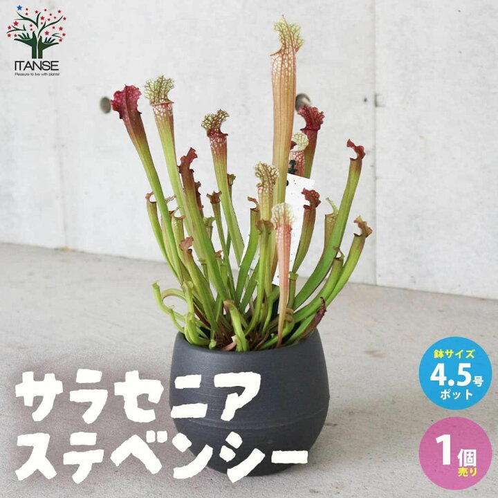 楽天市場 送料無料 サラセニア ステベンシー 観葉植物 食虫植物 4 5号鉢 1個売り 瓶子草 ヘイシソウ ハエトリソウ はえとりそう ハエ取草 害虫対策 植物販売のｉｔａｎｓｅ楽天市場店