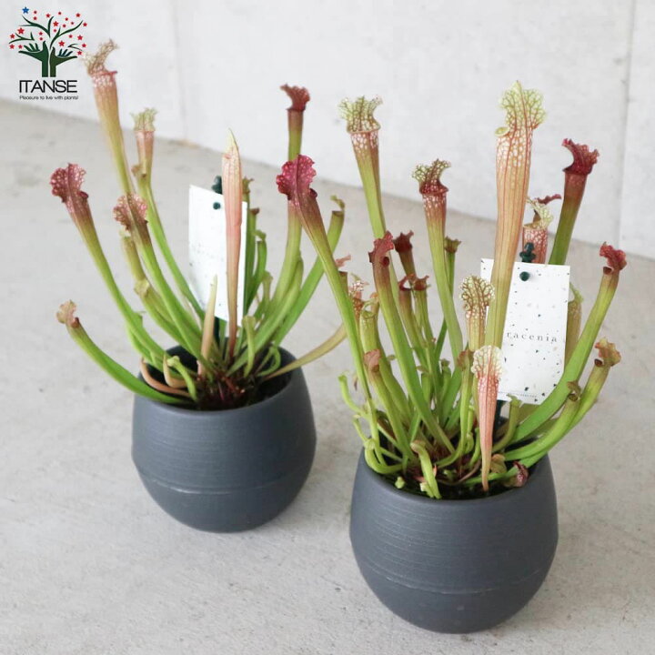 楽天市場 送料無料 サラセニア ステベンシー 観葉植物 食虫植物 4 5号鉢 1個売り 瓶子草 ヘイシソウ ハエトリソウ はえとりそう ハエ取草 害虫対策 植物販売のｉｔａｎｓｅ楽天市場店