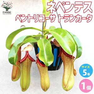 yzlyeX xgR[T gJ[^ ϗtA 5݂蔫 1 HA ϗtA lyeX _ Ec{JY Nepenthes Linda Ԋ  [