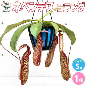 yzlyeX ~_ ϗtA 5݂蔫 1 HA ϗtA lyeX _ Ec{JY Nepenthes Linda Ԋ  [