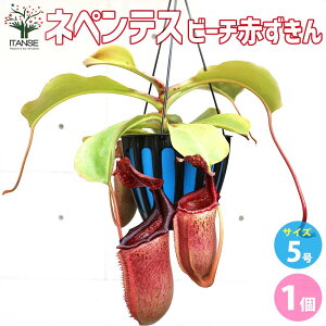 yzlyeX r[`Ԃ×[x ϗtA 5݂蔫 1 HA ϗtA lyeX _ Ec{JY Nepenthes vetchii 'AKAZUKIN'x ( lowii x ventricosa ) Ԋ  