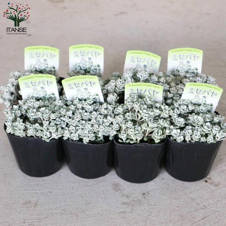 楽天市場 送料無料 ミセバヤ 白雪 白雪ミセバヤ グランドカバー苗 多肉植物3号ポット お買い得2個セット セダム ケープブランコ セダム スパスリフォリウム シルバーリーフ 黄色いかわいい花が咲きます 植物販売のｉｔａｎｓｅ楽天市場店