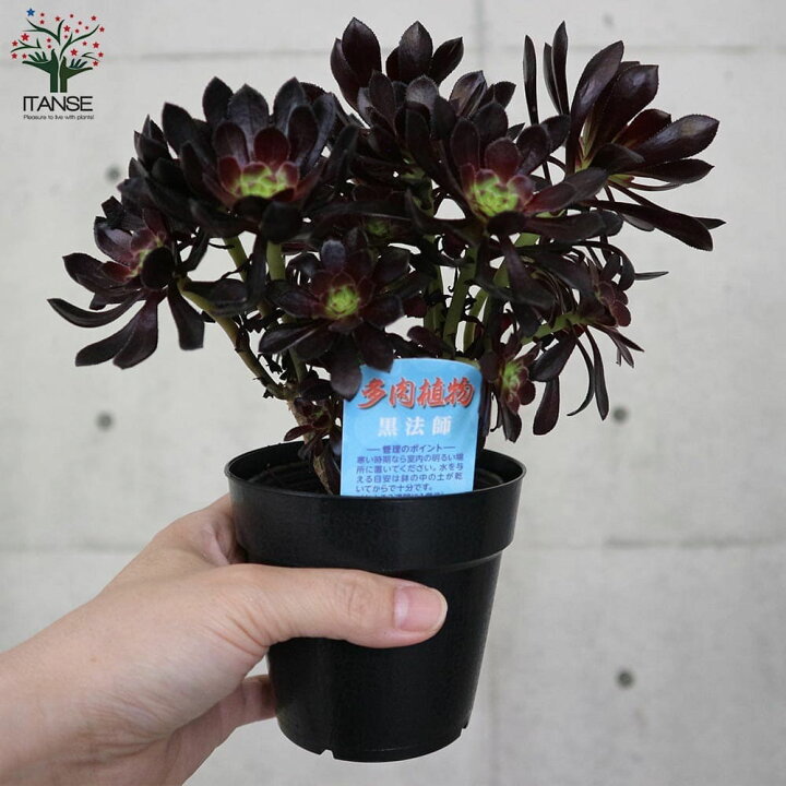 楽天市場 送料無料 黒法師 クロホウシ 多肉植物 3 5号ポット お買い得4個セット アエオニウム サンシモン クロホウシ 寄植え 植物販売のｉｔａｎｓｅ楽天市場店