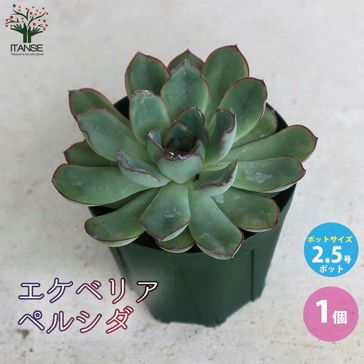 楽天市場 送料無料 エケベリア ペルシダ 多肉植物 2 5号鉢 1個売り Echeveria 寄せ植え インテリアグリーン 植物販売 のｉｔａｎｓｅ楽天市場店