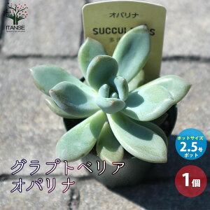 yzOvgxA Ipi A 2.5 1 uOvgy_vƁuGPxAv̌zi [bgƌĂ΂KN̂悤ȔԂ̌`  [