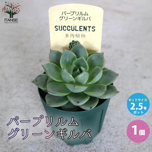 yzp[v O[Mo A 2.5 1 Mtg v[g CeAO[ 񂹐A  [