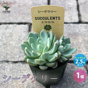 yzV[fP[ A 2.5 1 Mtg v[g CeAO[ 񂹐A  [