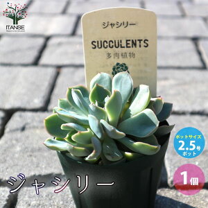 yzWV[ A 2.5 1 Mtg v[g CeAO[ 񂹐A  [