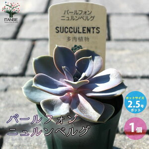 yzGPxA p[tHjxO A 2.5 1 Echeveria Mtg v[g CeAO[ 񂹐A  [