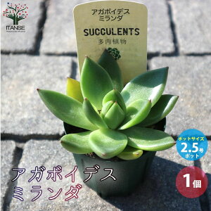 yzGPxA AK{CfX ~_ A 2.5 1 Echeveria Mtg v[g CeAO[ 񂹐A  [