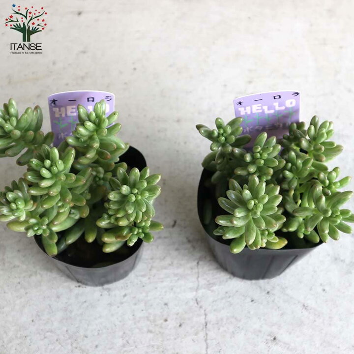 楽天市場 送料無料 セダム オーロラ 多肉植物 3号ポット 1個売り セダム グランドカバー 多肉植物 観葉植物 リビング オフィス 事務所 インテリア 植物販売のitanse楽天市場店 楽天市場 送料無料 セダム オーロラ 多肉植物 3号ポット 1個売り セダム グランドカバー 多肉植物 観葉植物 リビング オフィス 事務所 インテリア 植物販売のitanse楽天市場店