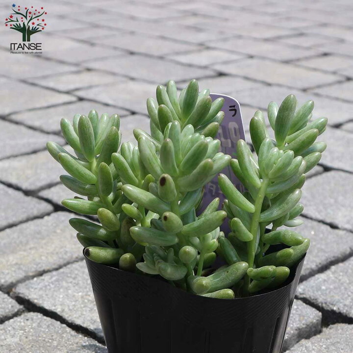 楽天市場 送料無料 セダム オーロラ 多肉植物 3号ポット 1個売り セダム グランドカバー 多肉植物 観葉植物 リビング オフィス 事務所 インテリア 植物販売のitanse楽天市場店 楽天市場 送料無料 セダム オーロラ 多肉植物 3号ポット 1個売り セダム グランドカバー 多肉植物 観葉植物 リビング オフィス 事務所 インテリア 植物販売のitanse楽天市場店