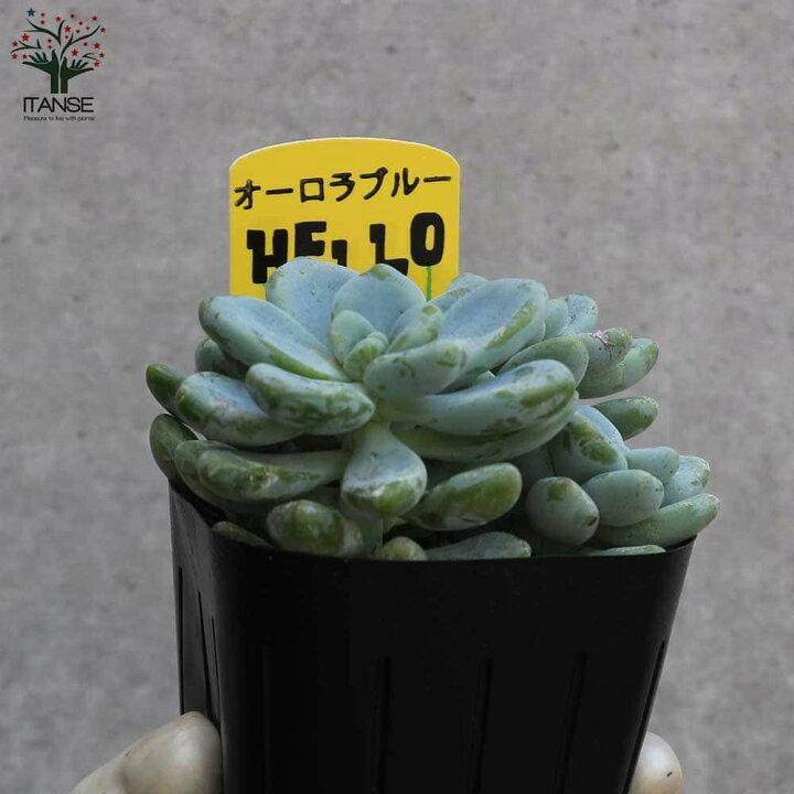 楽天市場 送料無料 セダム オーロラ ブルー 多肉植物 3号ポット お買い得4個セット セダム グランドカバー 多肉植物 観葉植物 リビング オフィス 事務所 インテリア 植物販売のｉｔａｎｓｅ楽天市場店