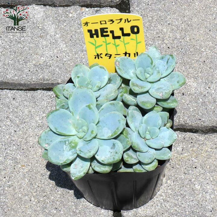 楽天市場 送料無料 セダム オーロラ ブルー 多肉植物 3号ポット お買い得4個セット セダム グランドカバー 多肉植物 観葉植物 リビング オフィス 事務所 インテリア 植物販売のｉｔａｎｓｅ楽天市場店