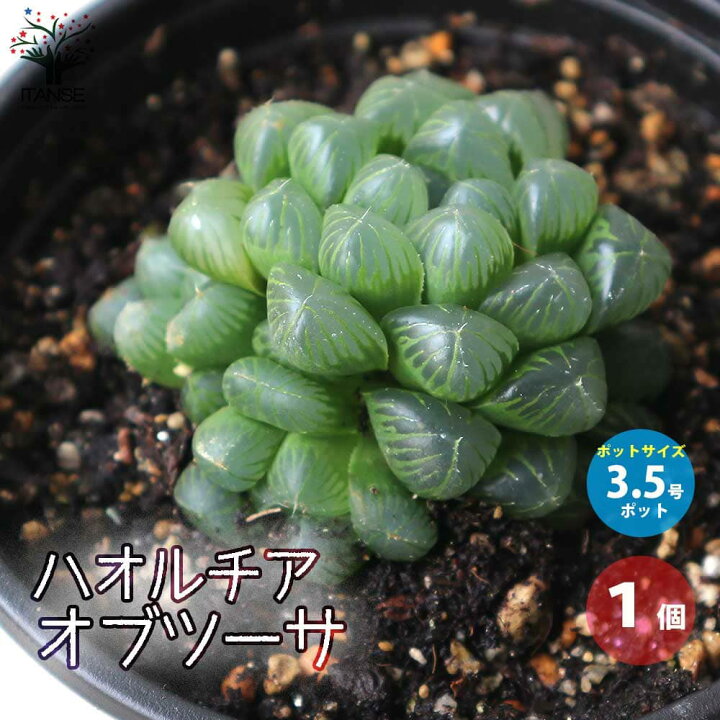 楽天市場 送料無料 ハオルチア オブツーサ 多肉植物 3 5号ポット 1個売り インテリアグリーン ハオルチア属 観葉植物 ギフト プレゼント 植物販売のｉｔａｎｓｅ楽天市場店