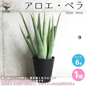 ySSԑSi10OFFzAG x A 6 1 AG L_`AG ؗAG ҂炸 p Hp herb n[u n[uc A  [