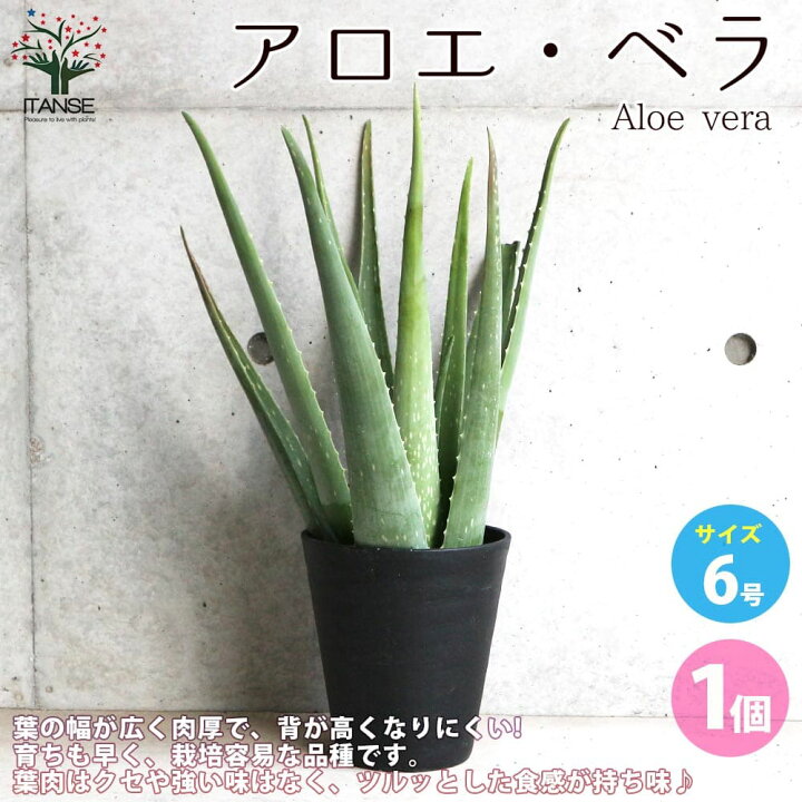楽天市場】【送料無料】アロエ ベラ 多肉植物 6号鉢 1個売り アロエ 