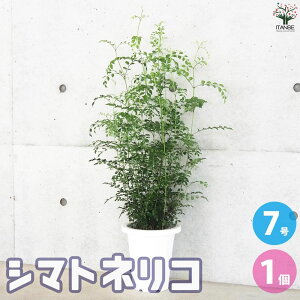 yzV}glR ϗtA ϗtA 7 ( ۔ ) 1 ^CVIW Fraxinus griffithii V{c[ NZC glR  [