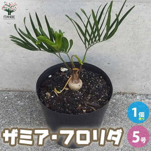 yzU~A t_ ( t_[i ) ϗtA 5 1 ϗtA ϗt U~A Zamia \ec ϊΒ U~A[i A  Mtg  [