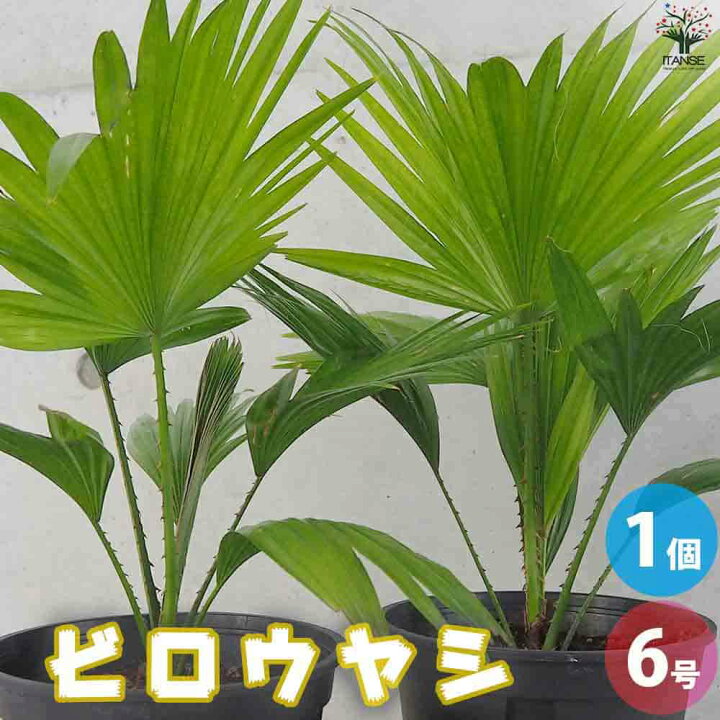 楽天市場】【送料無料】ビロウヤシ 観葉植物 6号鉢 1個売り ヤシ ヤシ 
