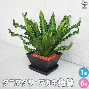 yz^j^ AXvjE AJL ϗtA p6 1 Jn AXvjE GhEF[u vJ[c  [