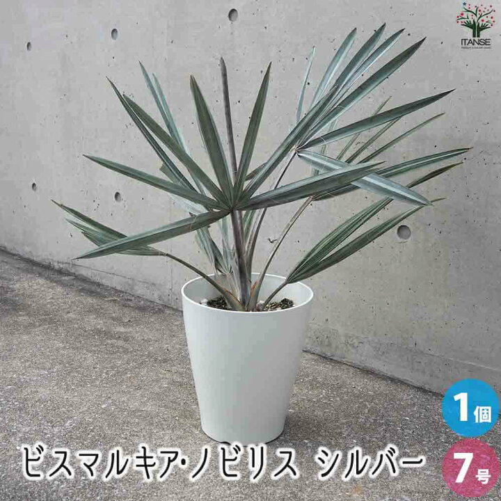 楽天市場】【送料無料】ビスマルキア ノビリス シルバー 観葉植物 7号 