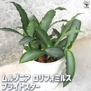 yz_jAtH~X uCgX^[ ϗtA 5|bg V}C{NT Murdannialoriformis K[fjO ӏ ͔| CeAO[  [