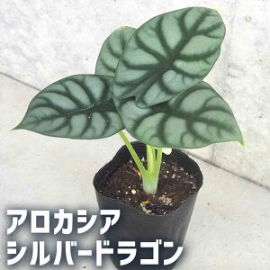 yzAJVA Vo[hS ϗtA 3|bg A[JVA alocasia K[fjO ӏ ͔| 뉀  [