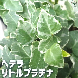 yzwf gv`i ϗtA 3|bg J[[t OhJo[ nLO Ԃ̕c ϗtA  [