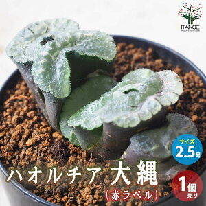 y}\ԁ|Cg5{znI`A (  )  A 2.5 1 A nI`A nI`A nIVA Haworthia ϗtA Mtg 蕨  [